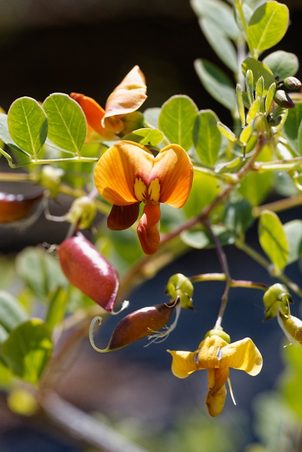 Jardin Botanique de la Bastide-008